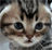 760540e7217b431ea6df56a265cf241f_w48_h46.gif