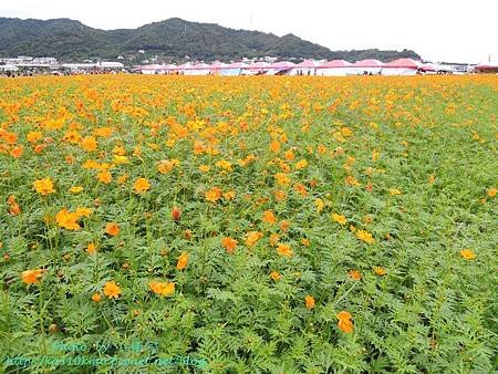 新社花海 067