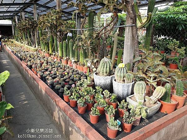 彰化田尾景點．農村仙人掌園 (7)