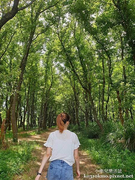 苗栗景點．苗栗頭份後花園-楓林隧道(楓香林) 