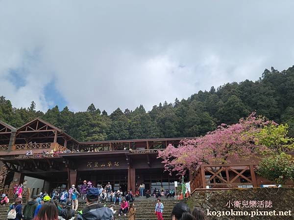 阿里山親子登山路線