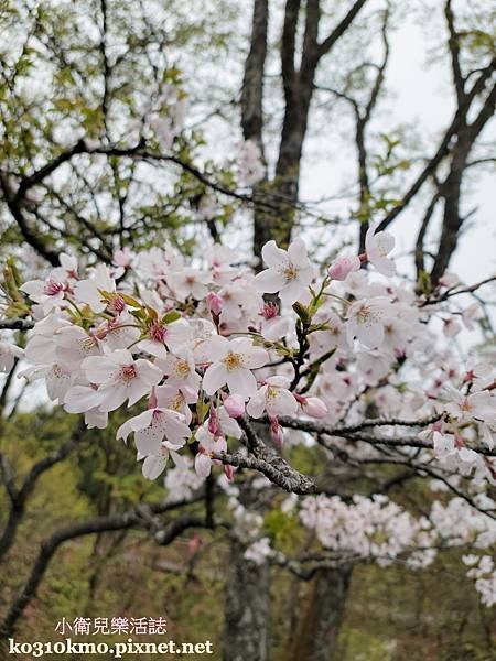 阿里山櫻花季賞櫻路線推薦