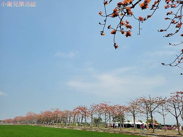 全球最美花海街道．白河林初埤木棉花道．台南景點推薦