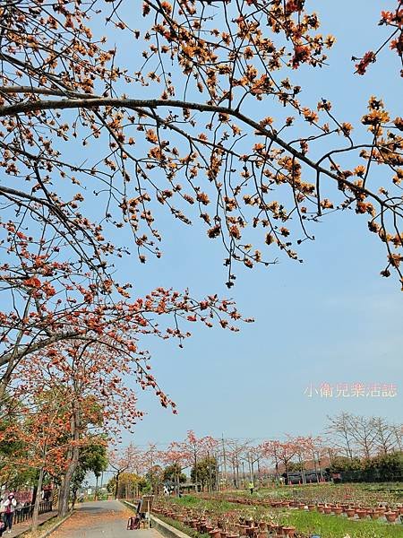 全球最美花海街道．白河林初埤木棉花道．台南景點推薦