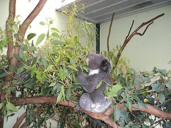 學校安排我們去澳洲動物園的無尾熊.jpg