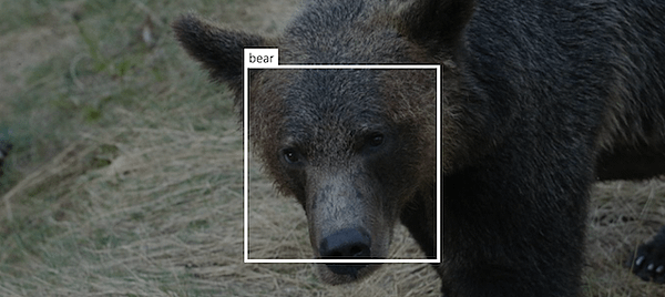 bear-id-ai.jpg