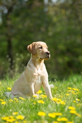 研發AI導盲犬的背景是什麼?想了解的人這篇解釋給你聽!