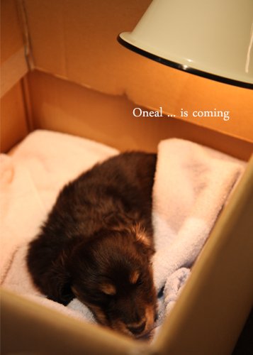 oneal is comimg-02.jpg