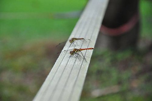 DSC_0277.JPG