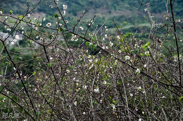 _DSC0037