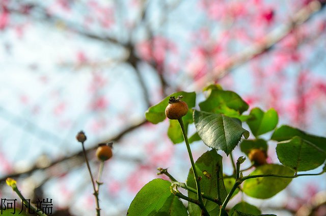 _DSC0034