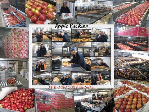 096 apple packhouse