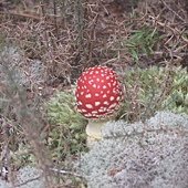 IMG_5374.jpg