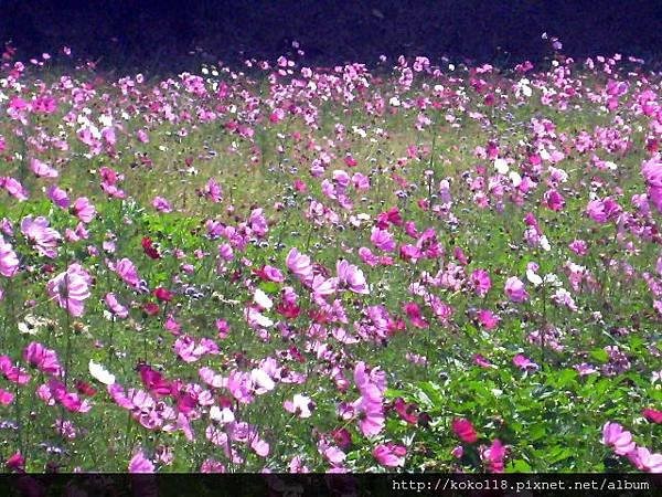 102.10.27 寶山-大波斯菊11.jpg