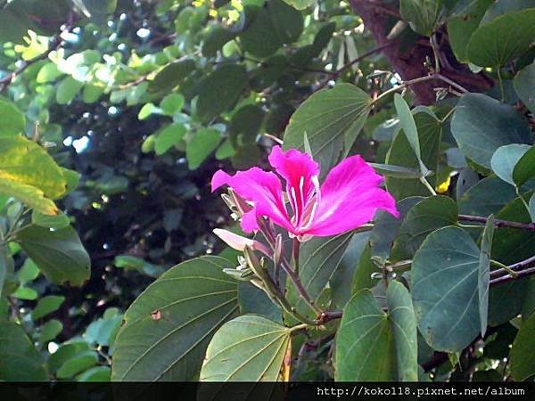 102.10.26 玻工館-艷紫荊.JPG