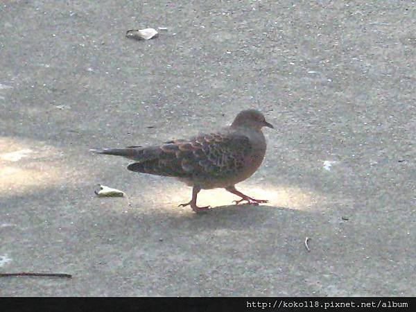 102.10.26 玻工館-珠頸斑鳩.JPG