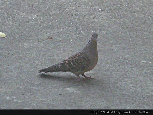 102.10.26 玻工館-珠頸斑鳩1.JPG