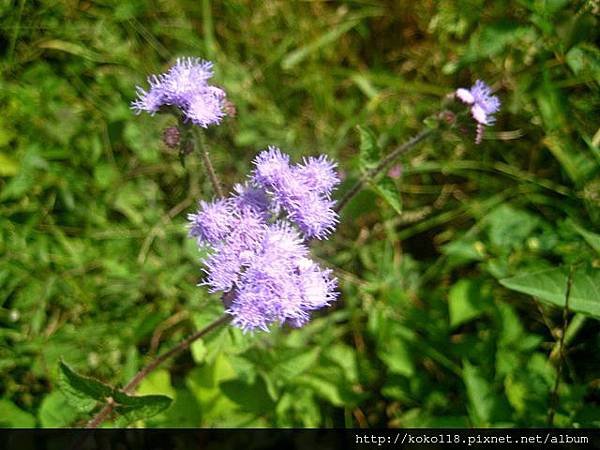 102.10.27 寶山-紫花藿香薊.jpg