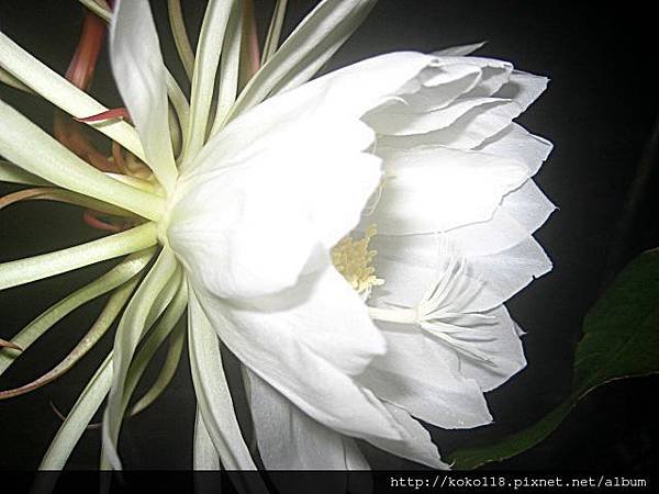 102.11.1 曇花2.JPG
