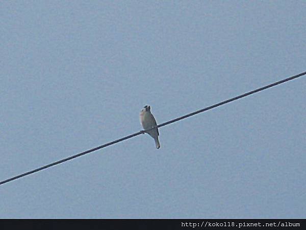 102.11.9 南寮農田-麻雀1.JPG