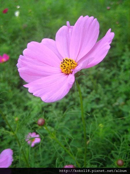 102.11.16 白地-大波斯菊21.JPG