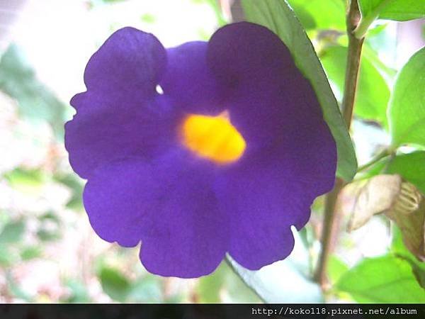 102.11.24 立鶴花7.JPG