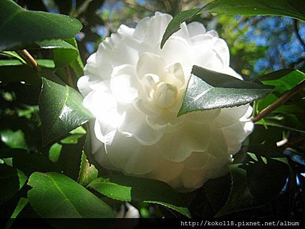 102.12.7 新竹中學-茶花.JPG