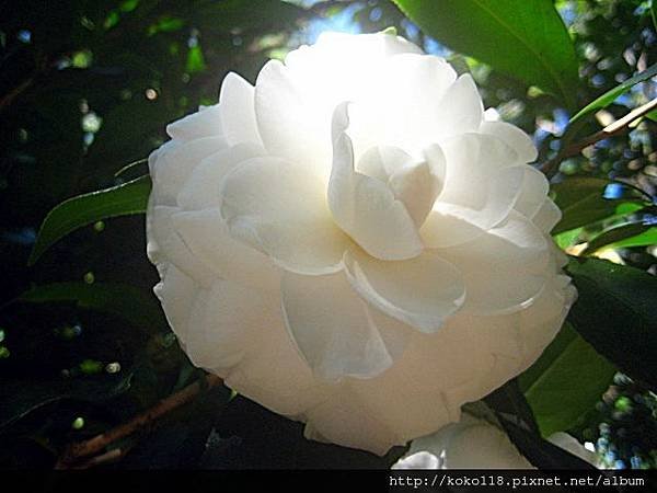 102.12.7 新竹中學-茶花2.JPG