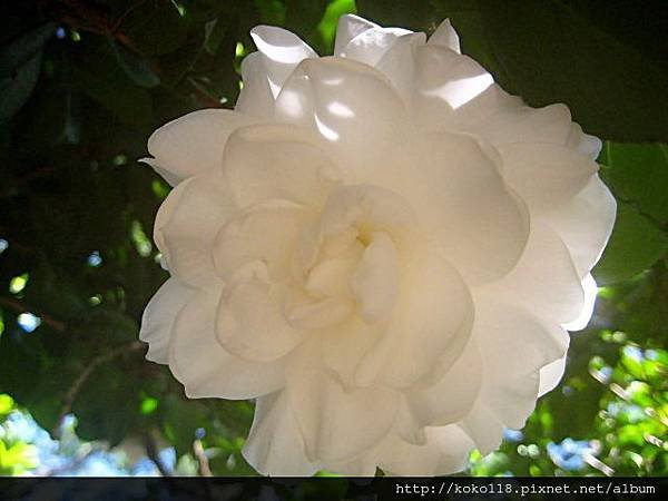 102.12.7 新竹中學-茶花3.JPG