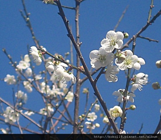 103.1.1 清華大學梅園-梅花35.JPG