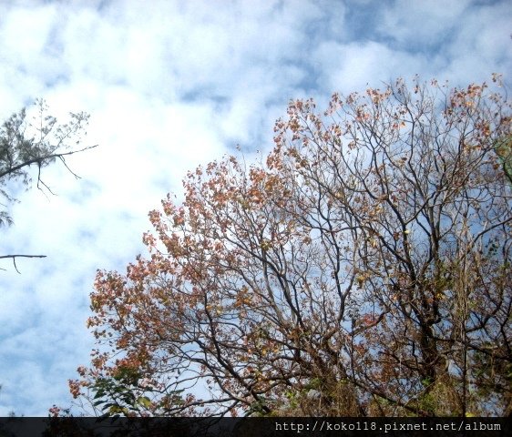 103.1.11 新竹公園-烏桕2.JPG