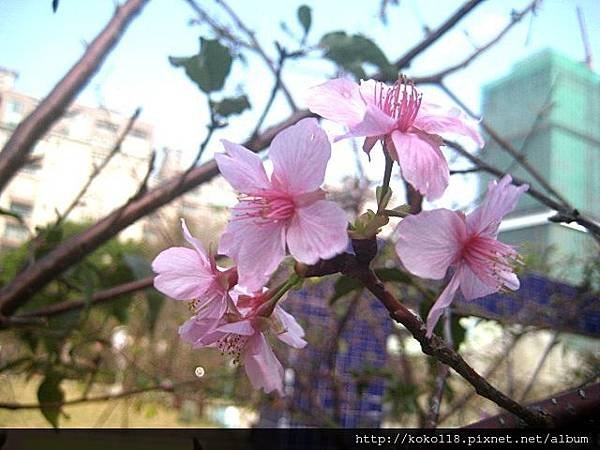 103.1.18 新竹公園-櫻花8.JPG