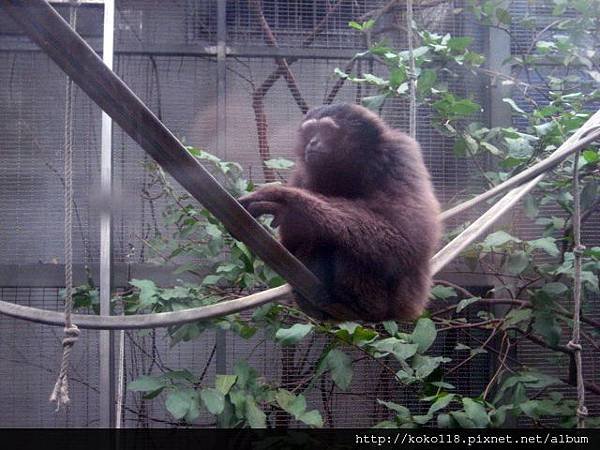 103.2.2 新竹市立動物園- 灰長臂猿7.JPG