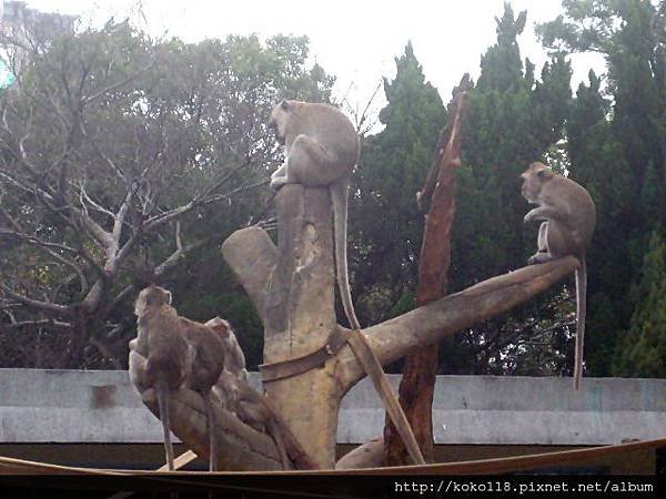 103.2.2 新竹市立動物園- 馬來猴.JPG
