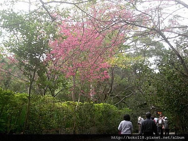 103.2.3 十八尖山- 山櫻花5.JPG