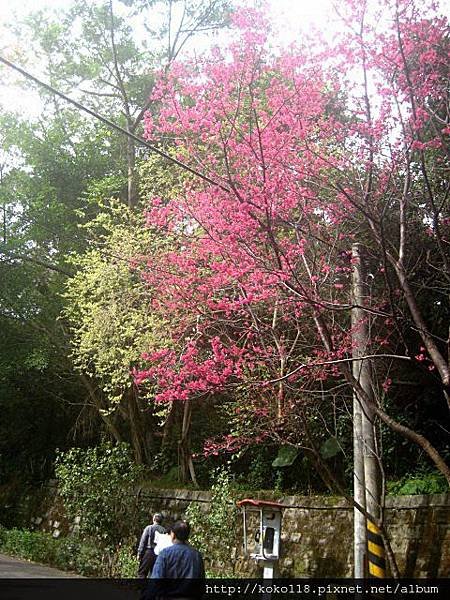 103.2.3 十八尖山- 山櫻花7.JPG