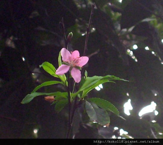 103.2.3 十八尖山- 桃花2.JPG