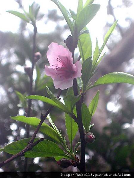 103.2.3 十八尖山- 桃花3.JPG