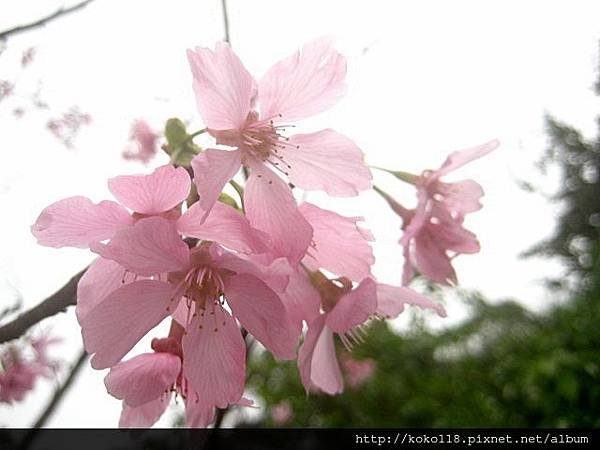 103.3.15 新竹公園-櫻花1.JPG