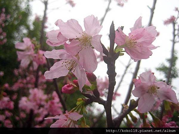 103.3.15 新竹公園-櫻花3.JPG