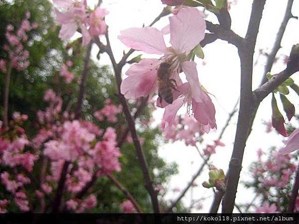 103.3.15 新竹公園-櫻花4.JPG