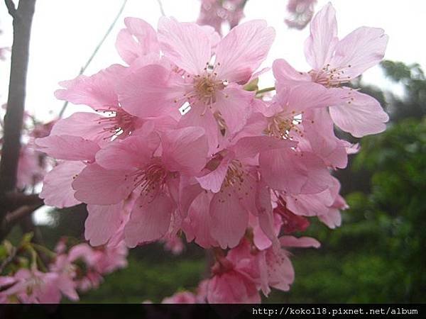 103.3.15 新竹公園-櫻花9.JPG