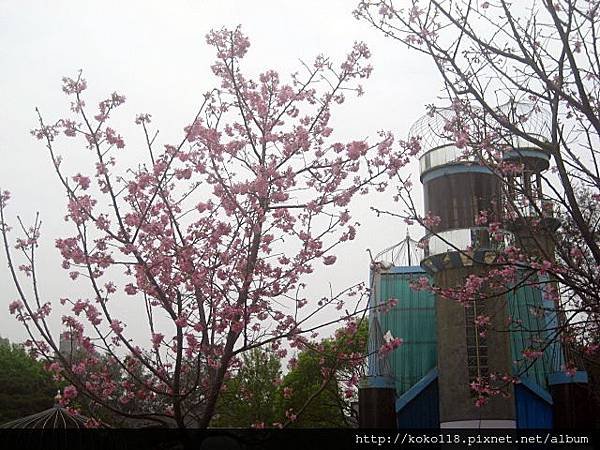 103.3.15 新竹公園-櫻花12.JPG