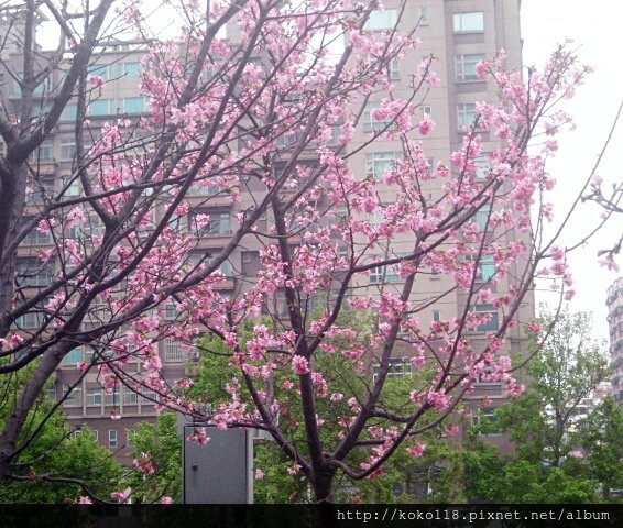 103.3.15 新竹公園-櫻花13.JPG