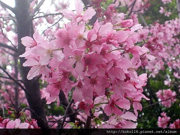 103.3.15 新竹公園-櫻花16.JPG