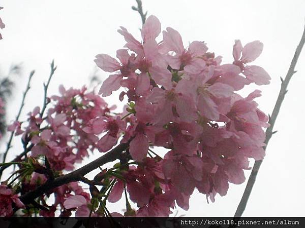 103.3.15 新竹公園-櫻花19.JPG