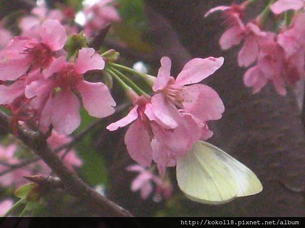 103.3.15 新竹公園-櫻花和白粉蝶.JPG