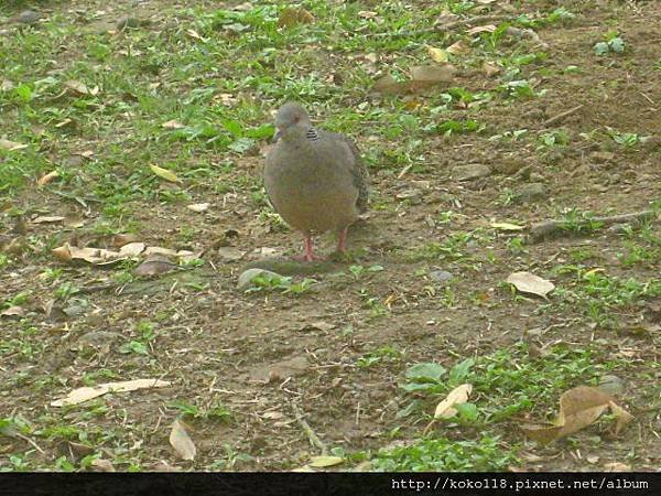 103.3.16 二二八公園-金背鳩.JPG