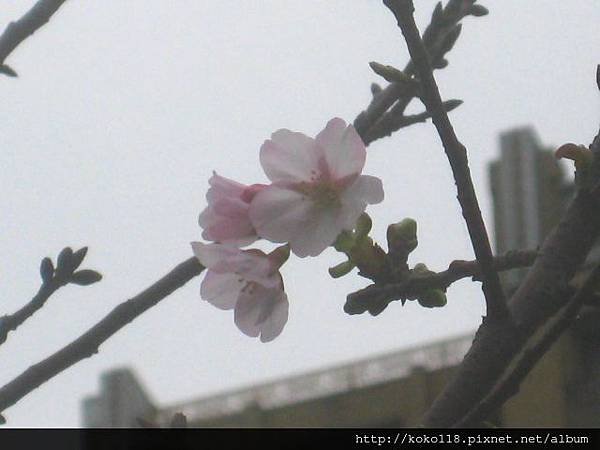 103.3.22 新竹公園-吉野櫻2.JPG