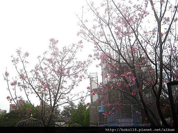 103.3.22 新竹公園-櫻花3.JPG
